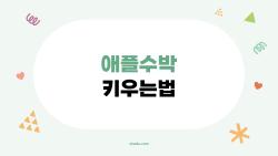애플수박 키우는법, 베란다 1주에서 10개 먹어버린 비밀 공개