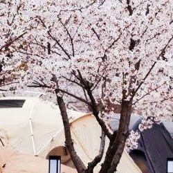 벚꽃 캠핑장 충남, 개화 직전 예약 폭탄 맞았던 실수 대공개