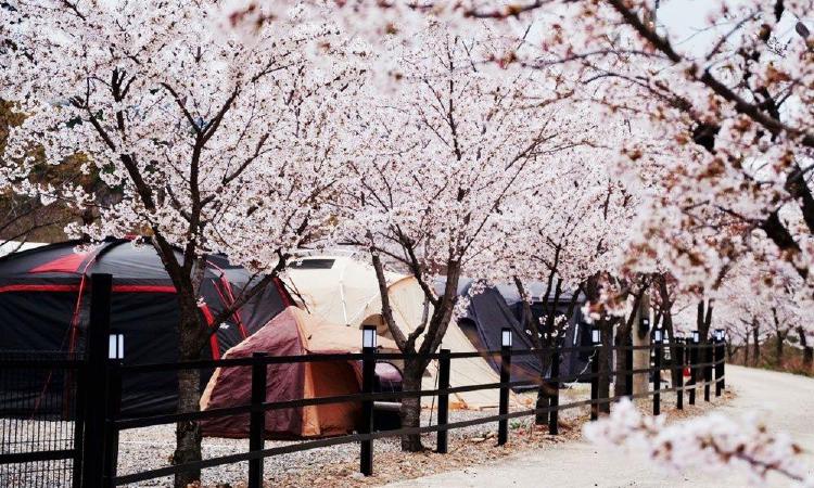 벚꽃 캠핑장 충남, 개화 직전 예약 폭탄 맞았던 실수 대공개