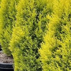 대림원예종묘 화분, 500원에 이게 가능하다니 충격!