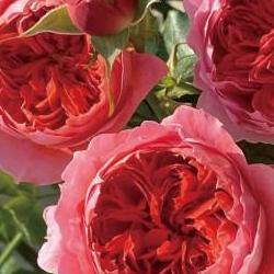 대림원예종묘 장미, 초보자도 1년 꽃만 피우는 비밀 방법