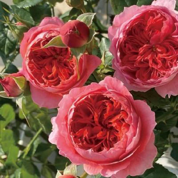 대림원예종묘 장미, 초보자도 1년 꽃만 피우는 비밀 방법