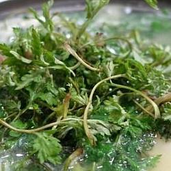 도다리쑥국 맛집, 충무집 가보니 쑥향 미쳤어!