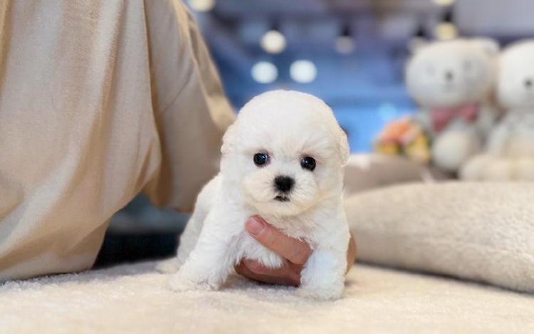 애견미용실 창업 비용 2천만 원대 가능하다니 진짜?