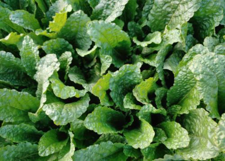 곰보배추 효능 비염, 약 안 먹고 2주 만에 뚫린 후기