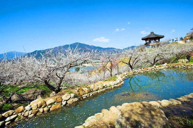 광양 매화마을 개화시기, 올해 3월 10일 꽃폭발? CCTV로 확인 끝!