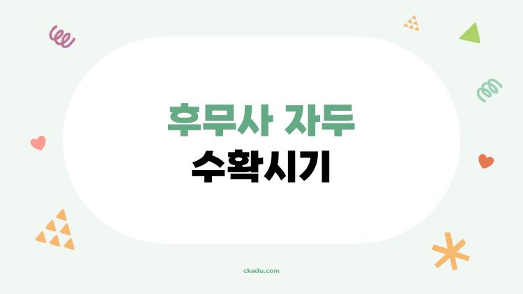 후무사 자두 수확시기
