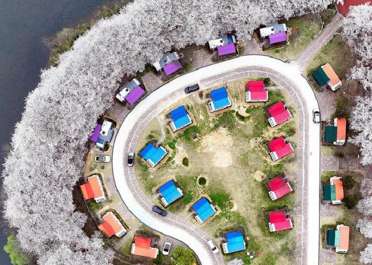 벚꽃 캠핑장 전남, 만개 직전 예약 폭탄 맞을 뻔한 썰