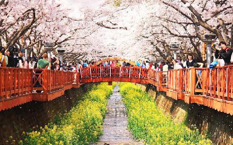 진해 벚꽃축제