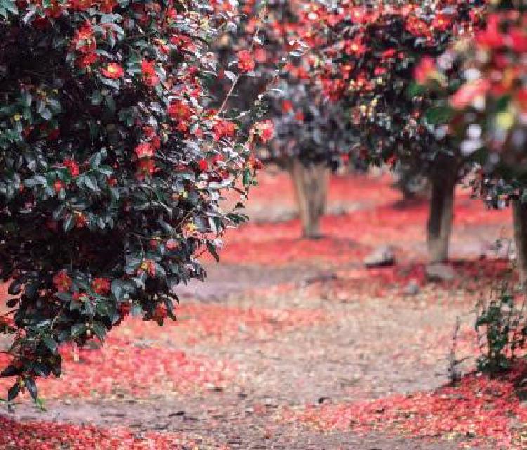 지심도 동백꽃 절정 시기, 붉은 바다가 된 섬 본 적 있으신가요?