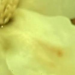 목련차 만드는법, 비염 날린다는 그 차 진짜예요?