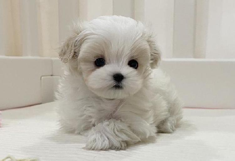 말티푸 분양가 폭등 비밀, 후회 없이 사는 법 공개