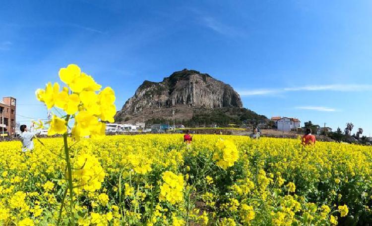 3월 제주도 가볼만한곳, 유채꽃 폭발하는 숨은 명소 대공개