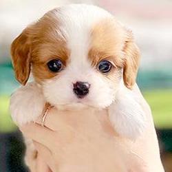 애견미용샵 창업 조건, 초보가 1억 없이 성공한 비밀