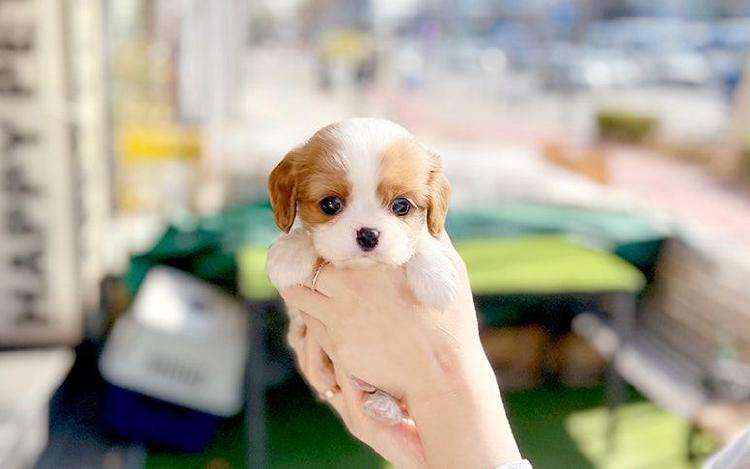 애견미용샵 창업 조건, 초보가 1억 없이 성공한 비밀