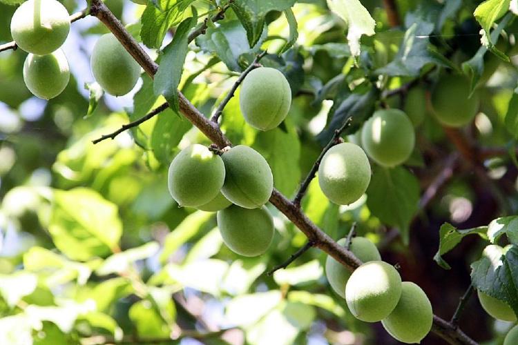 매실나무 가지치기 방법, 초보자도 매실 주렁주렁 맺히는 비밀