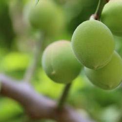 매실나무 가지치기 언제, 초보가 1.5배 매실 따려면 여름에만 쳐라