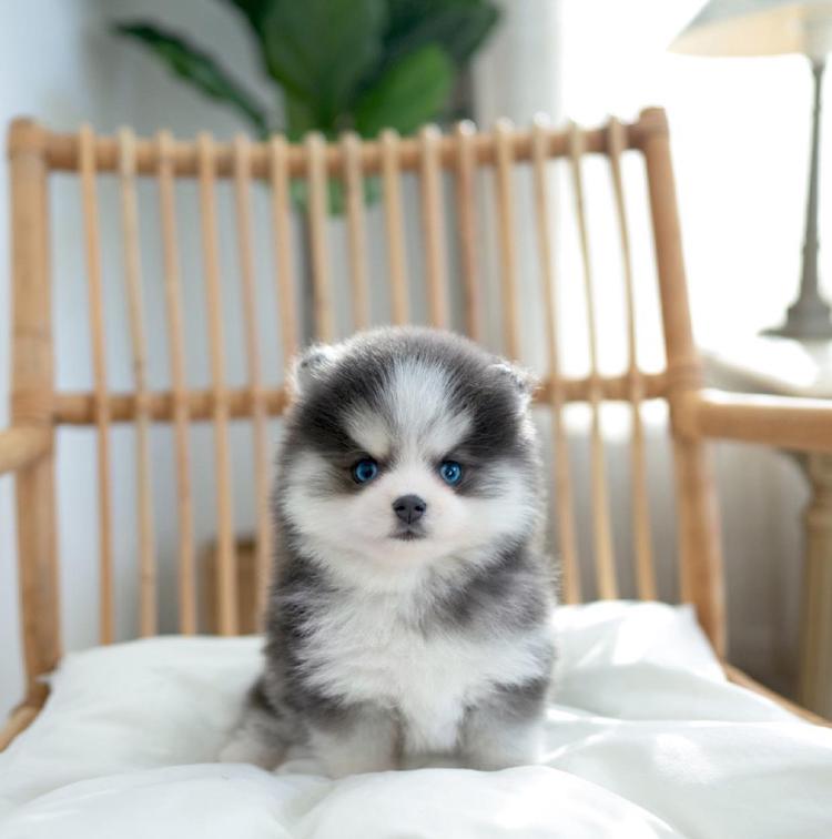 폼스키 성격 완전 분석, 가족견 될까 말까