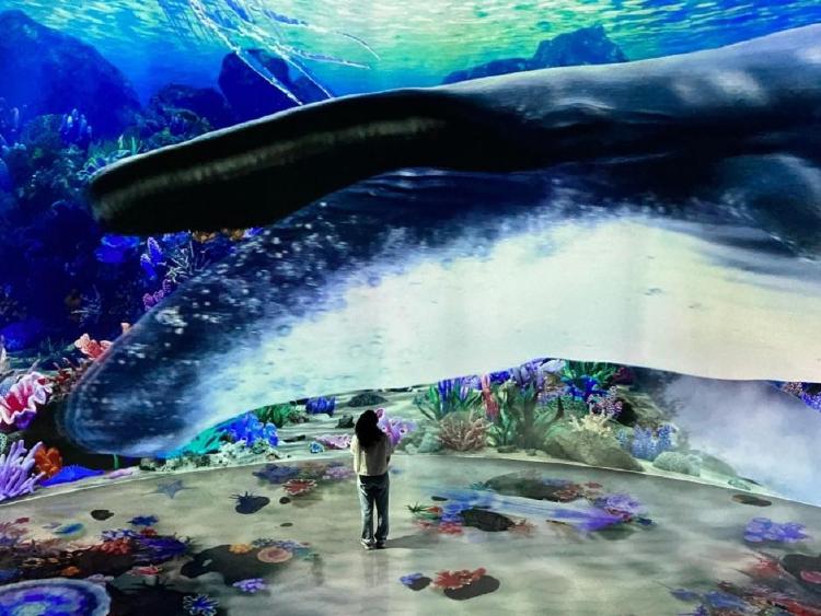 평창 뮤지엄 딥다이브, 겨울에 가면 후회 0%인 이유