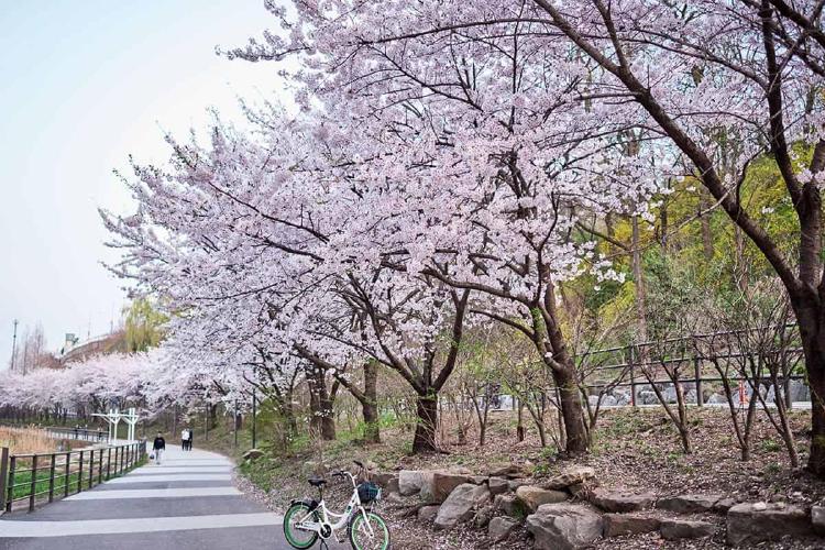 서울 벚꽃 명소, 이곳만 알면 봄나들이 대박 난다