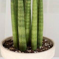 스투키 키우기 햇빛, 잎 타는 이유가 충격적일 정도로 간단해!