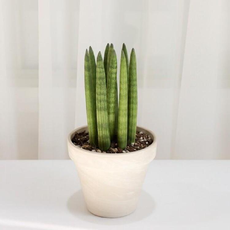 스투키 키우기 햇빛, 잎 타는 이유가 충격적일 정도로 간단해!