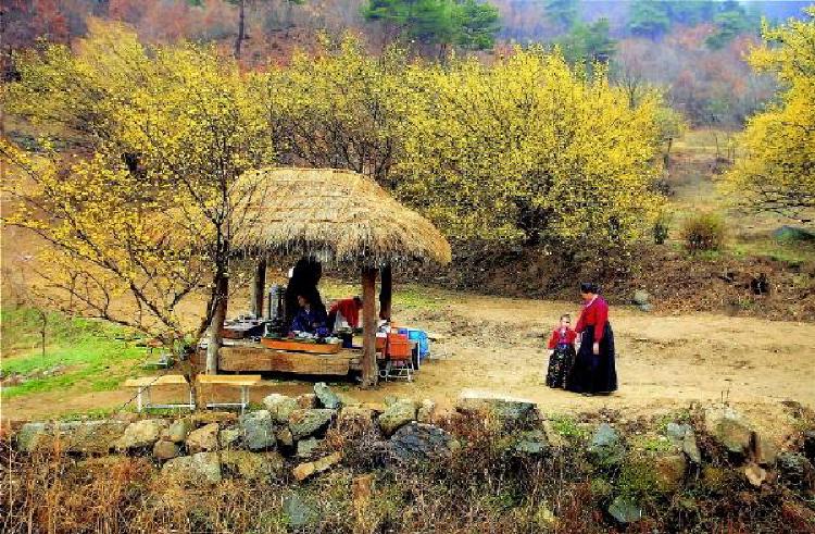 양평 산수유축제